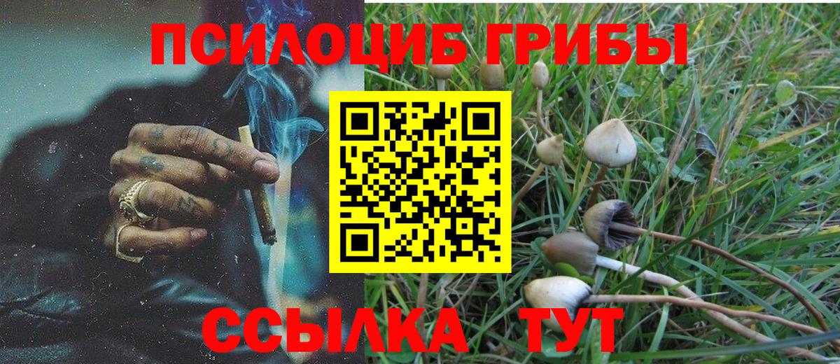 Галлюциногенные грибы Psilocybe Сертолово
